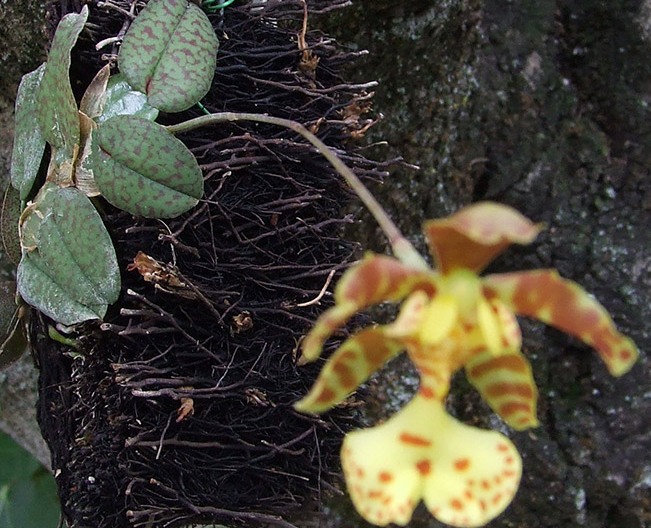 psychopsiella_-limminghei