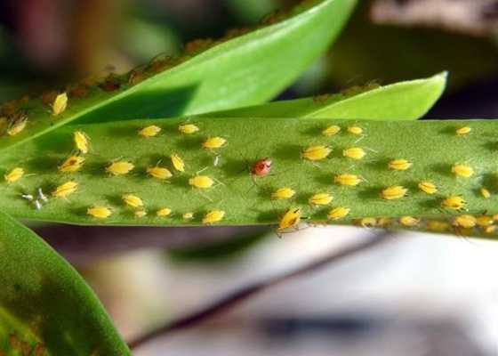 pulgoes-amarelos-atacam-folha-de-orquidea