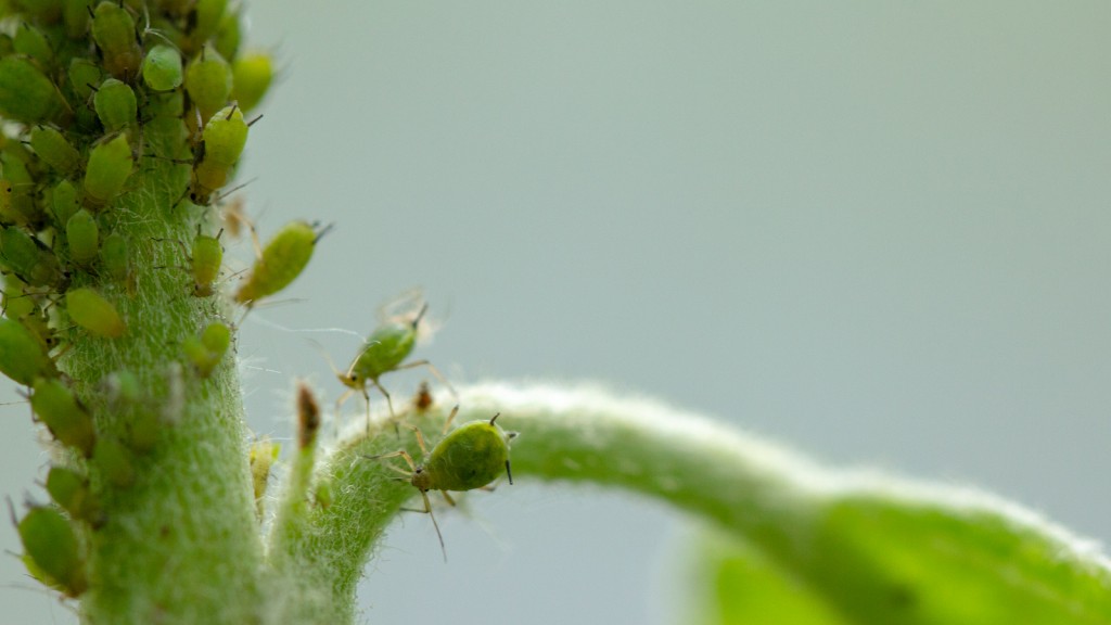 Aphid, A Pest, On An Apple Tree Branch. The Insect Feeds On The