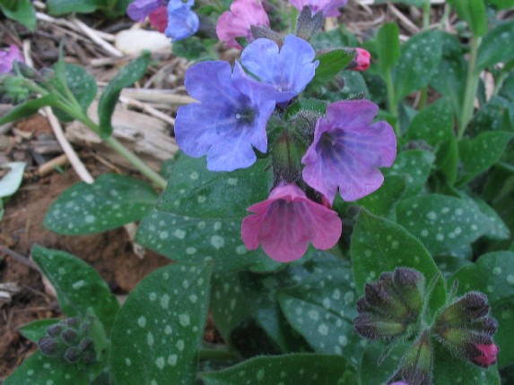 pulmonaria