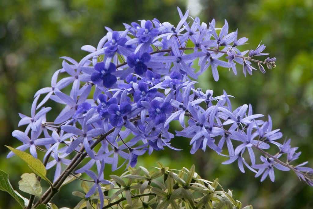 petrea