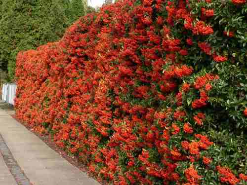 pyracantha-coccinea-