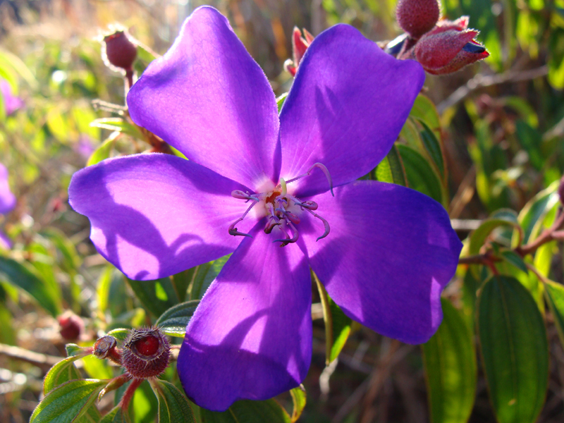 quaaresmeira-flor