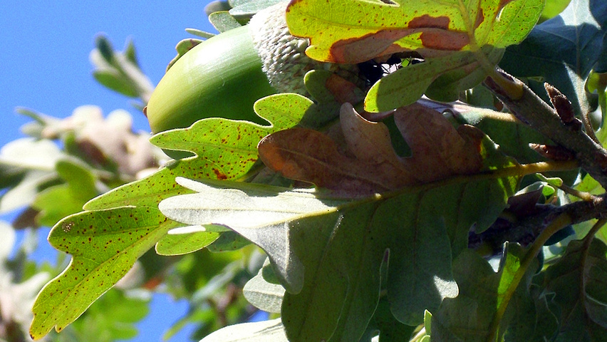 quercus-pyrenaica