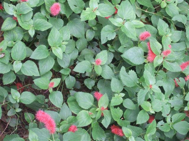 rabo-de-gato (Acalypha reptans)