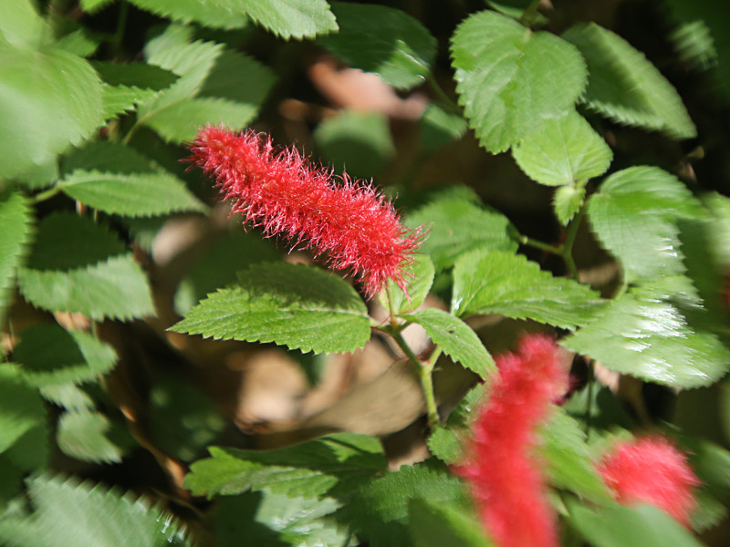 rabo-de-gato (Acalypha reptans)