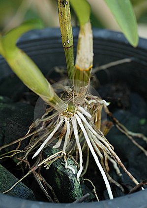 raizes-do-phalaenopsis