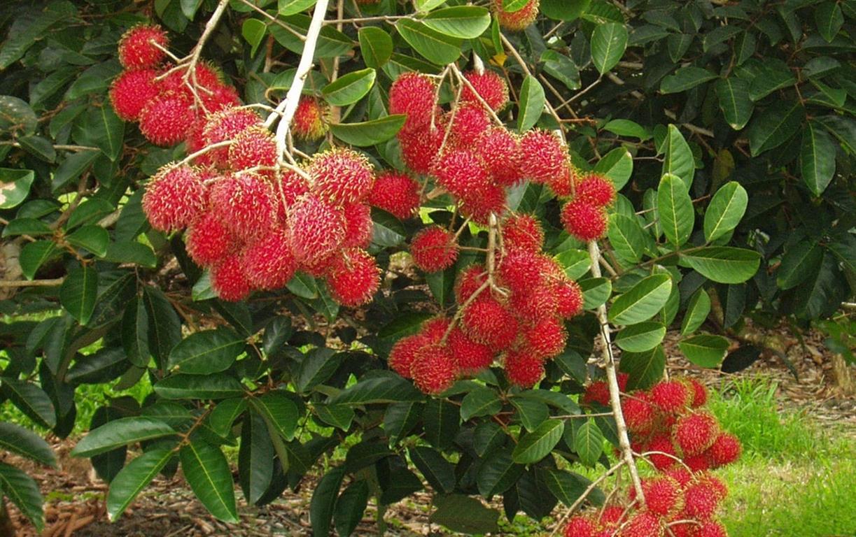 rambutã_2