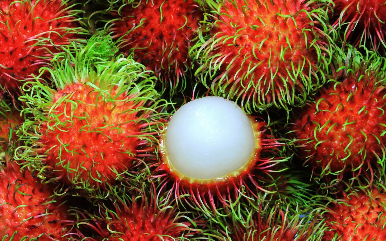 rambutâ_4