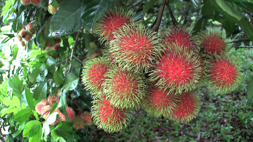 rambutã