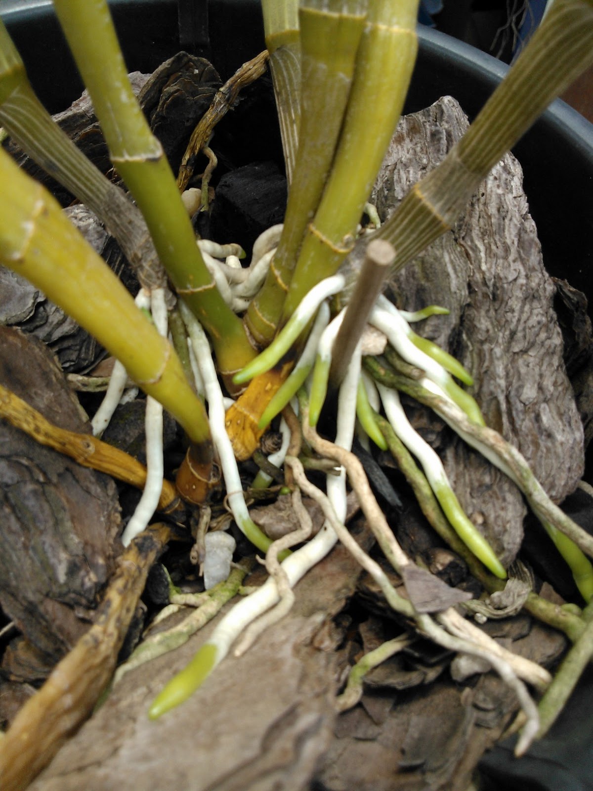 raízes de orquídea