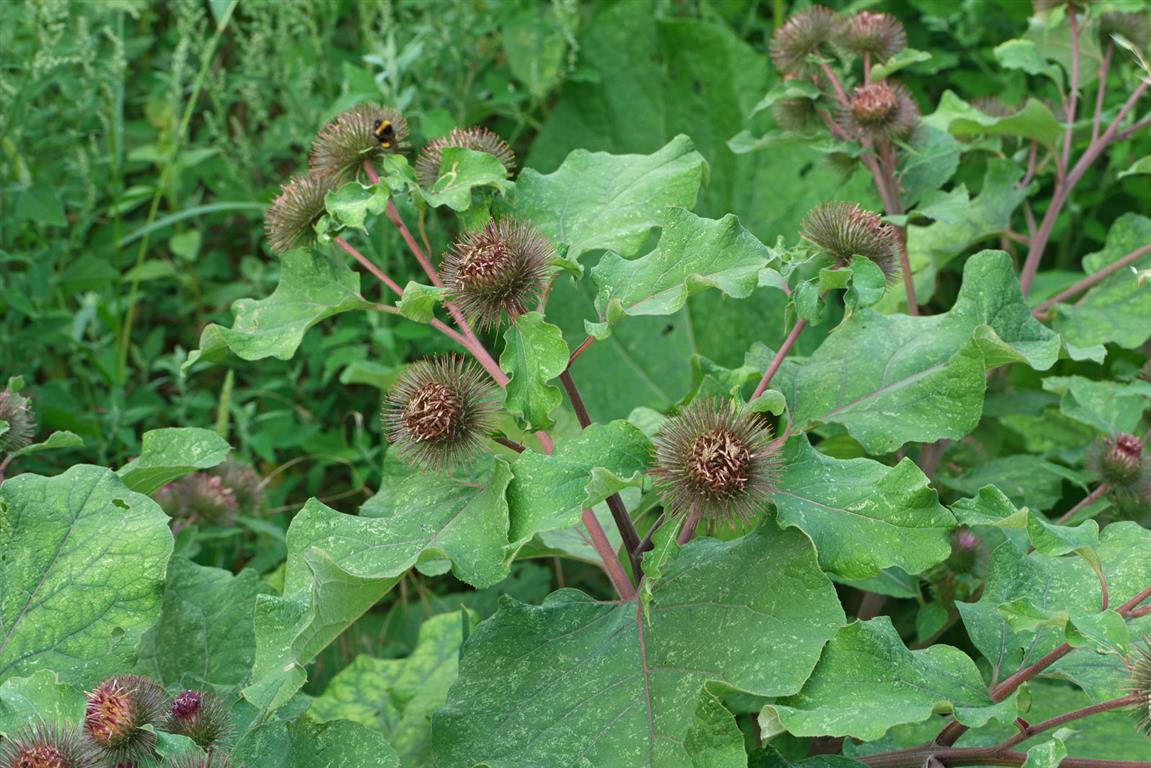 Arctium 