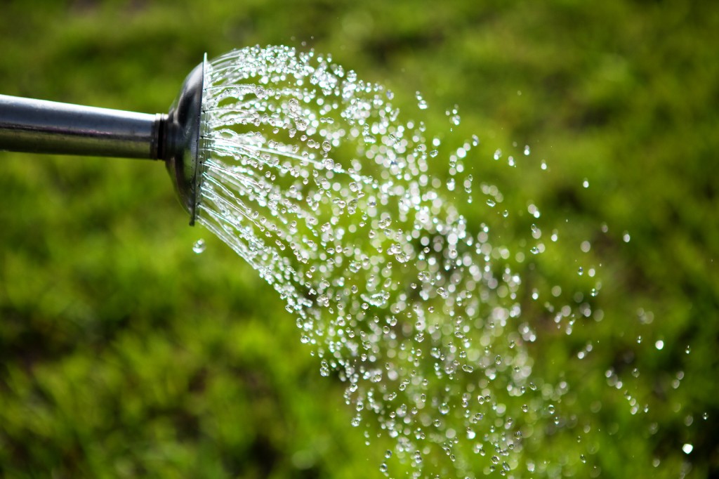 Metal watering can used to water the green grass