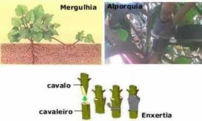 reproducao-assexuada