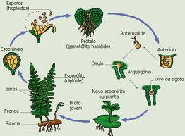 reproducao-vegetal-assexuada