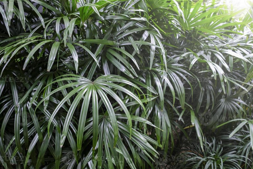 rhapis-excelsa-