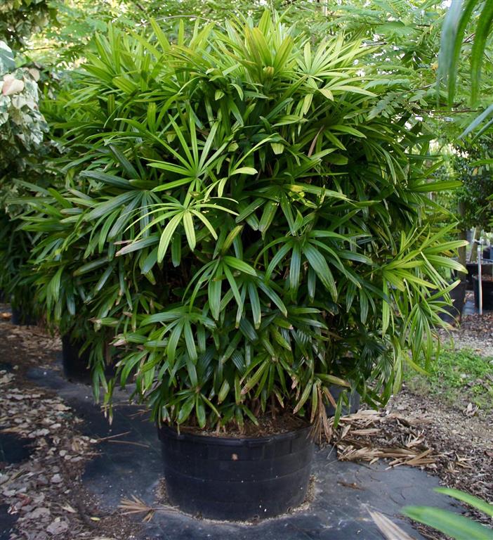 rhapis-excelsa (Medium)