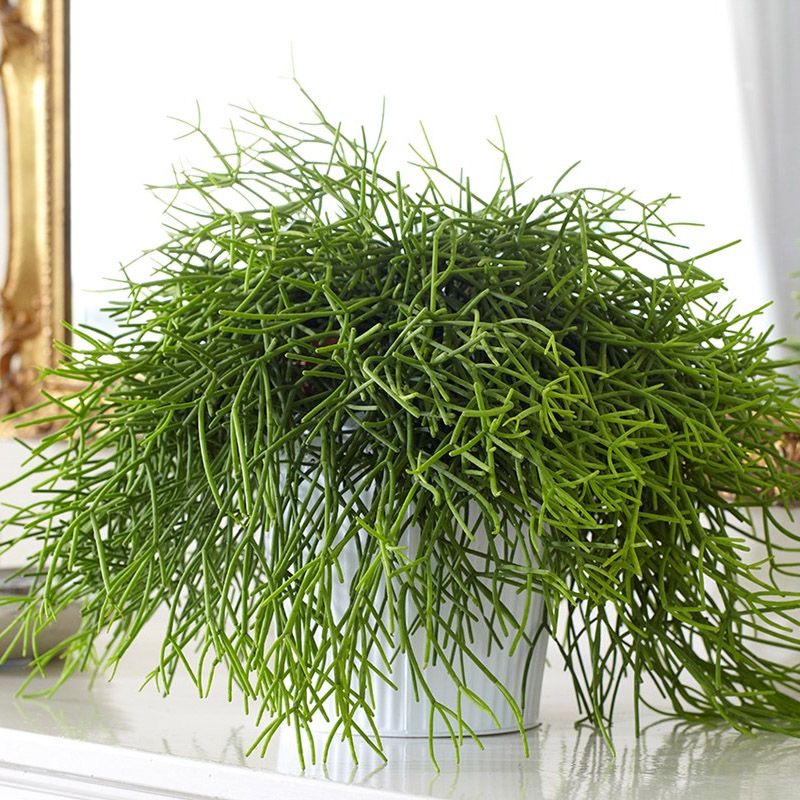 rhipsalis-baccifera