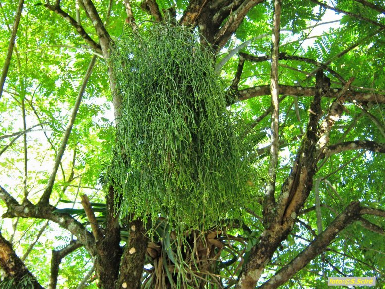 rhipsalis-sp.