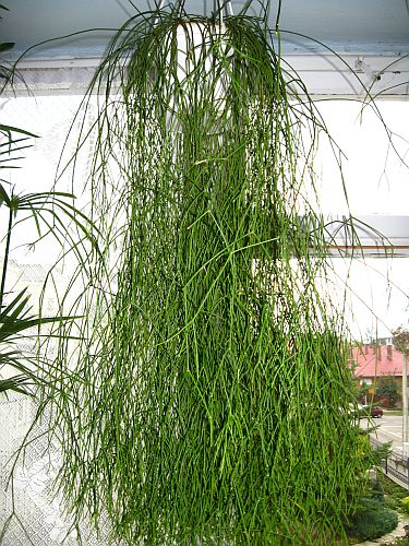 rhipsalis