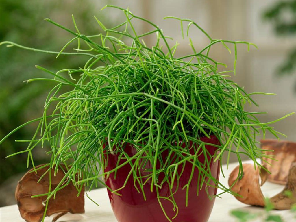 rhipsalis