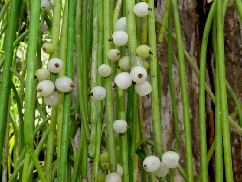 rhipsalis_baccifera