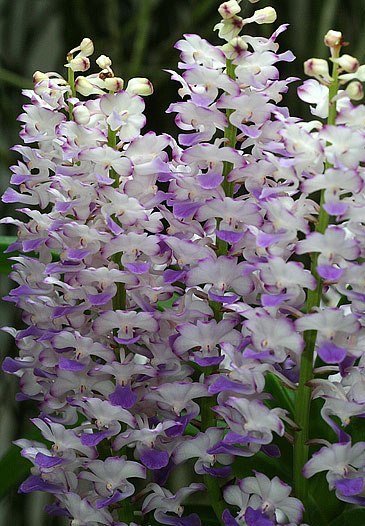 rhynchostylis_coelestis