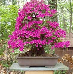 rododendrobonsai