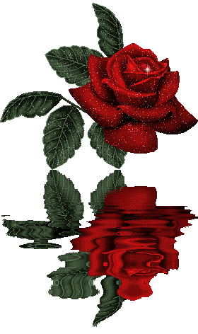 rosa-15587