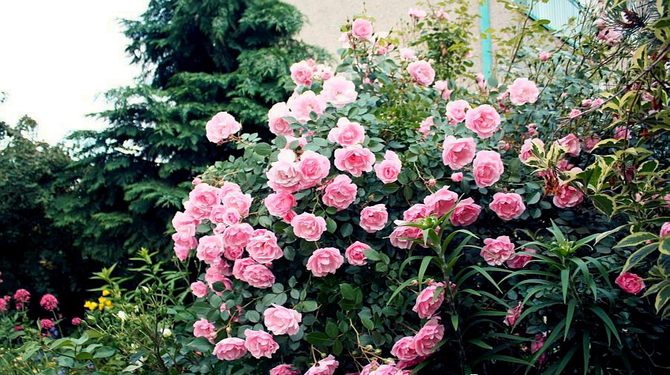 rosa-arbustiva