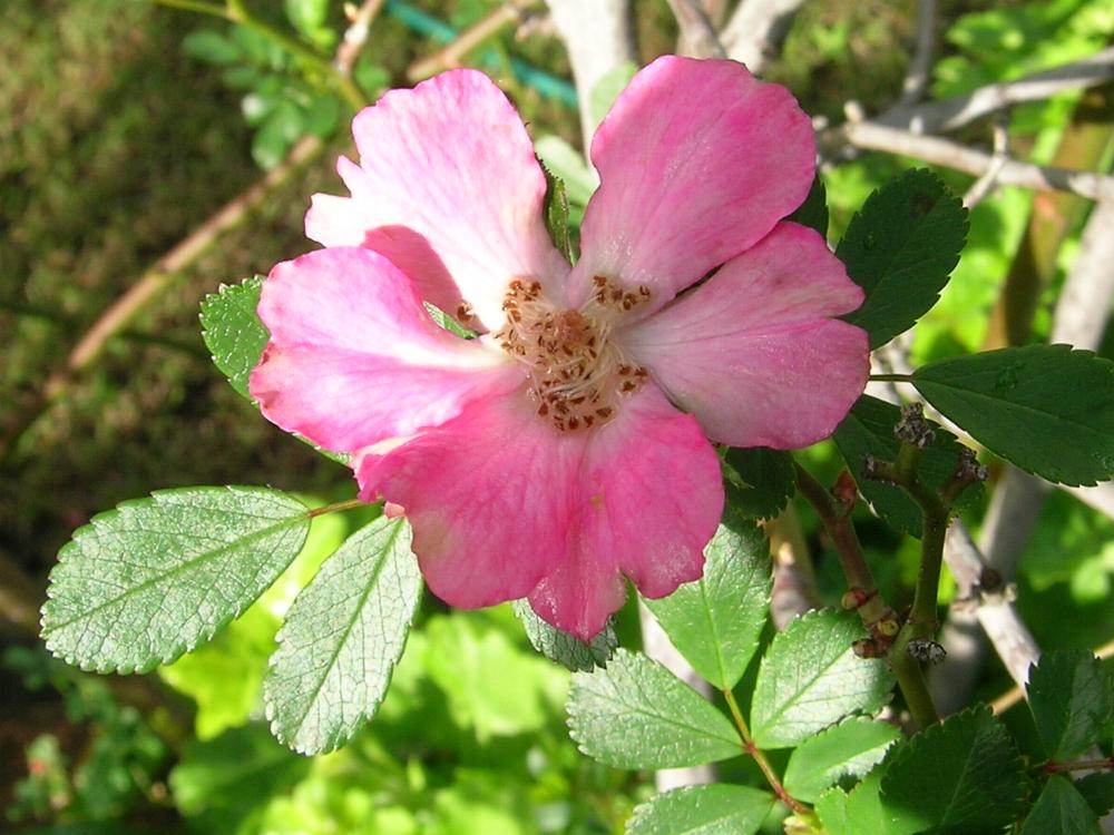 rosa-canina