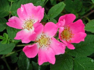 rosa-canina