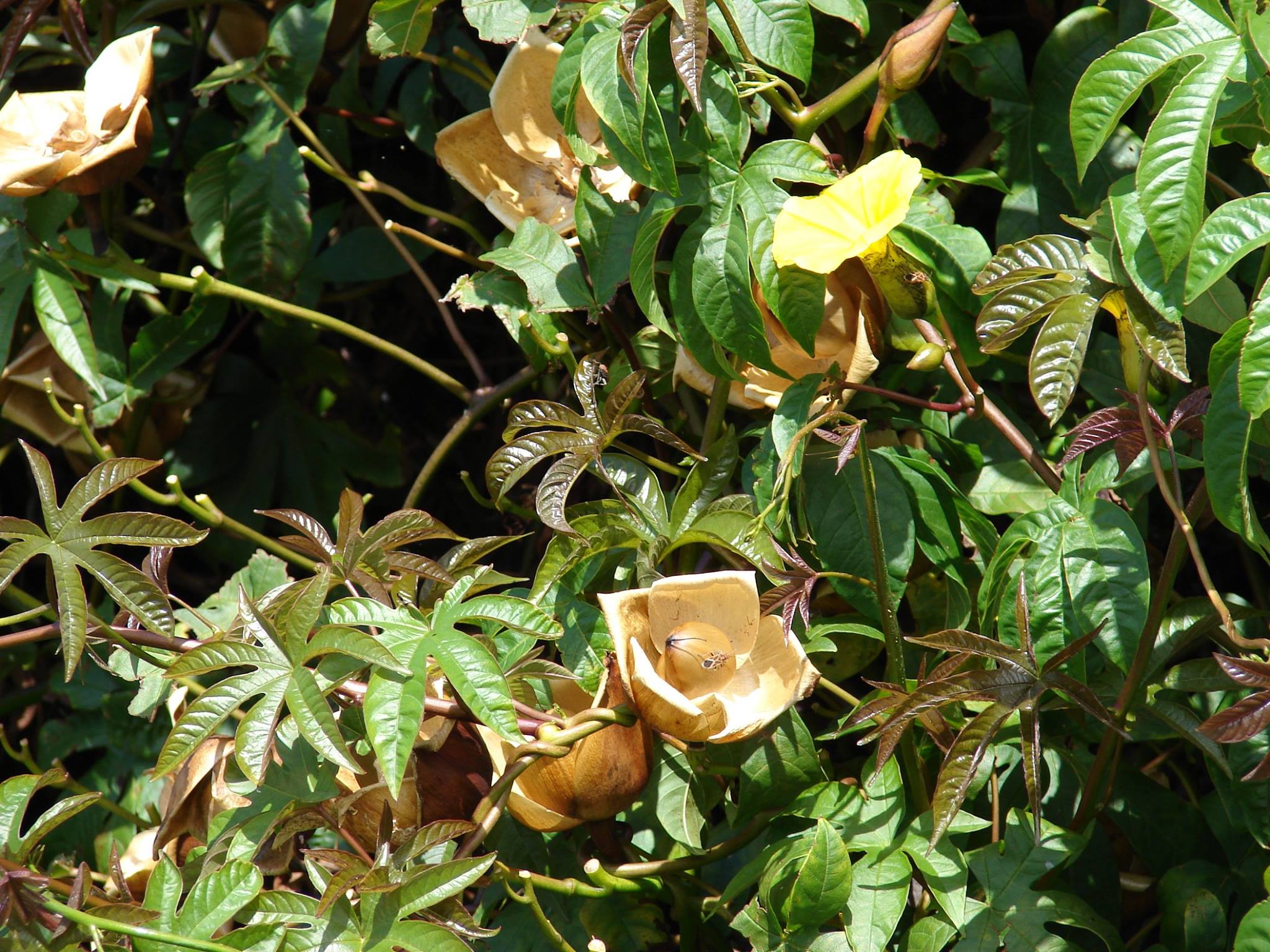 rosa-de-madeira