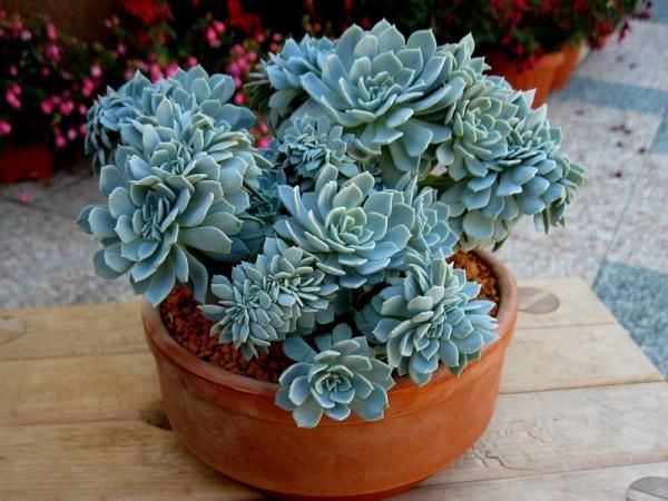 rosa-de-pedra (echeveria elegans)