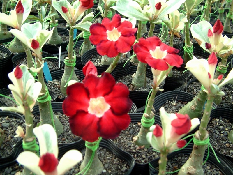 rosa-do-deserto-adenium-obesum-s