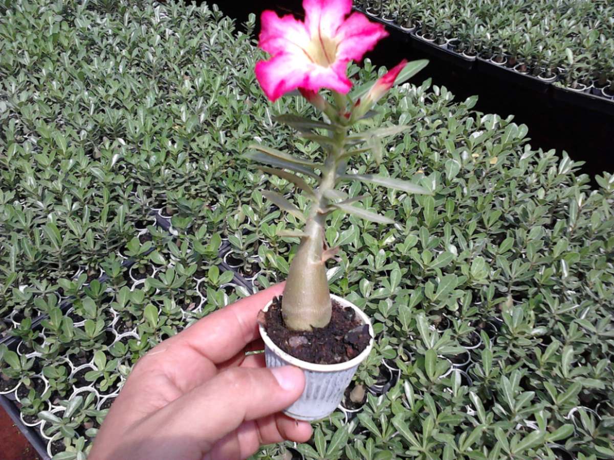 rosa-do-deserto-adenium-obesum_