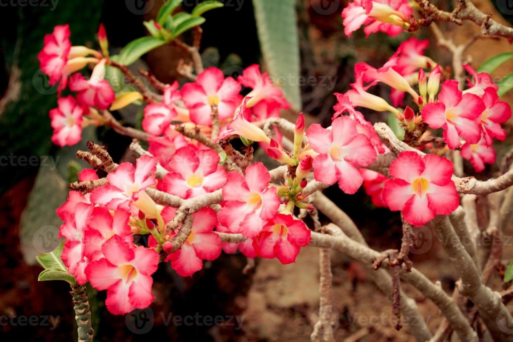 rosa do deserto