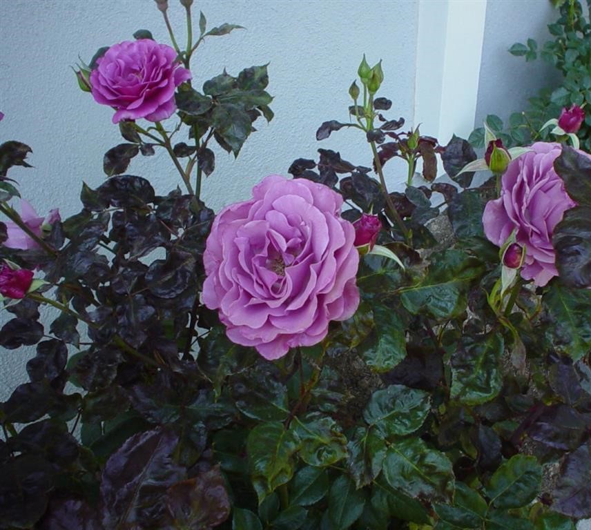 rosa hybrida