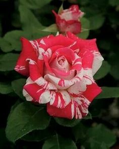 rosa-híbrida