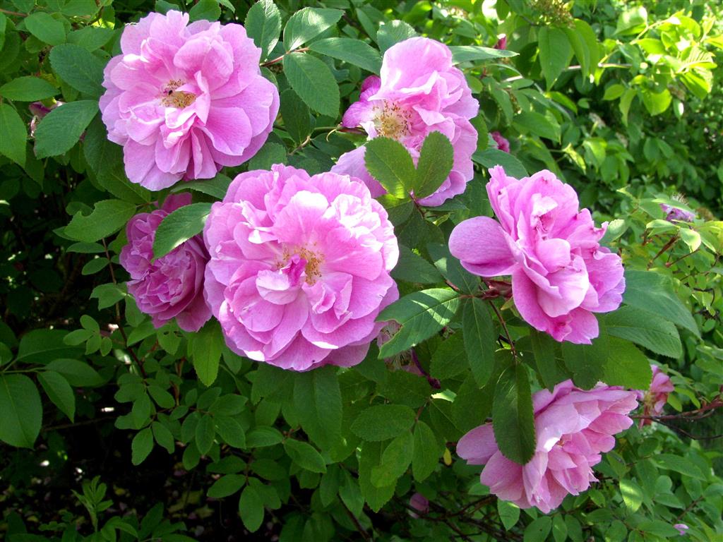 rosa rugosa