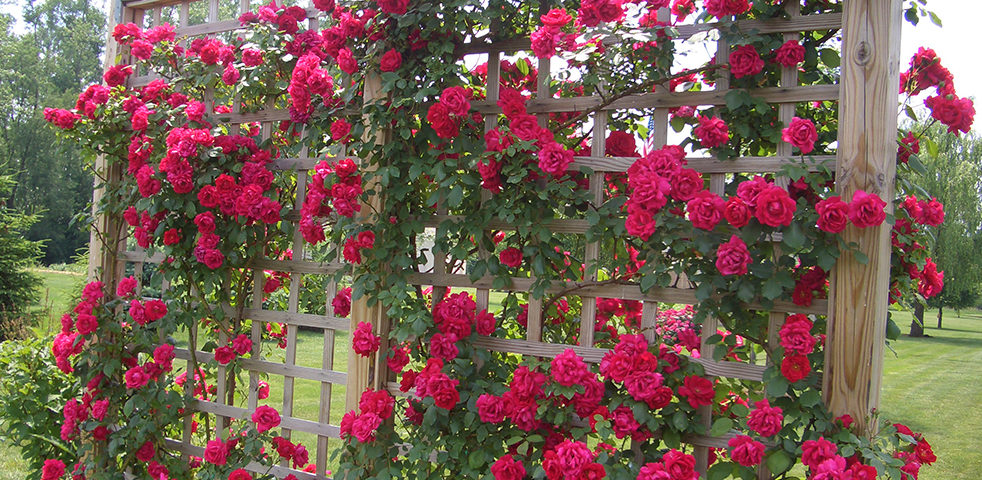 rosa trepadeira rosa trepadeira