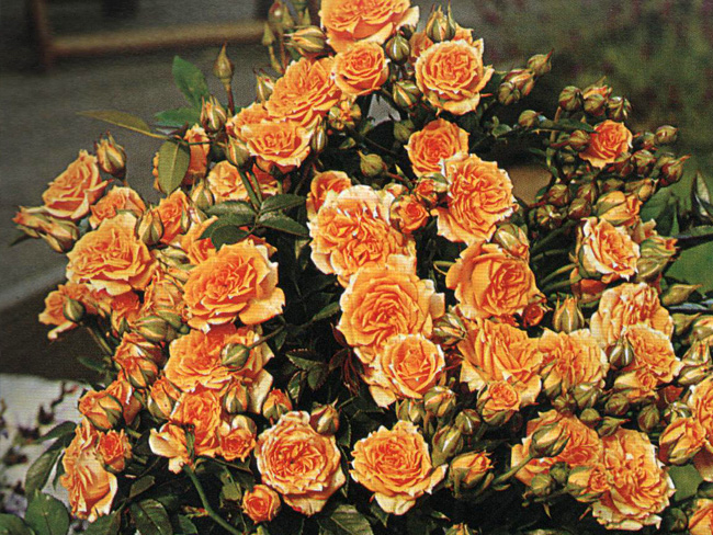 rosaamarela