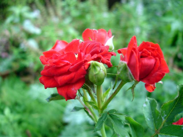 rosas