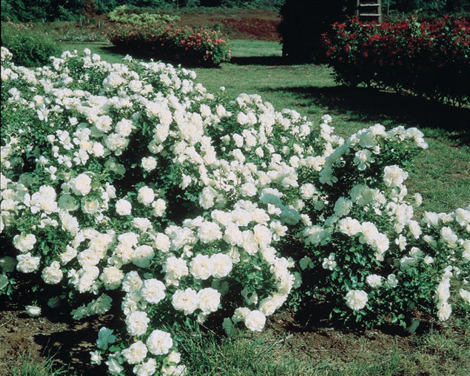 rosas Meidiland alba (Medium)