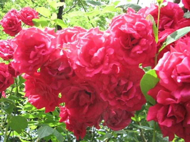 rosas (Small)