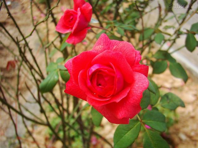 rosas (Small)