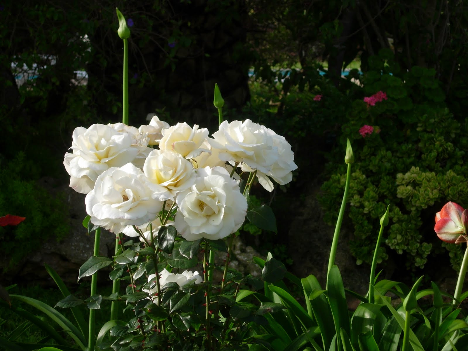 rosas branca