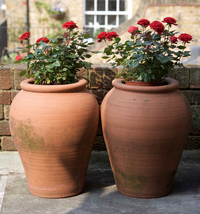 rosas em vasos