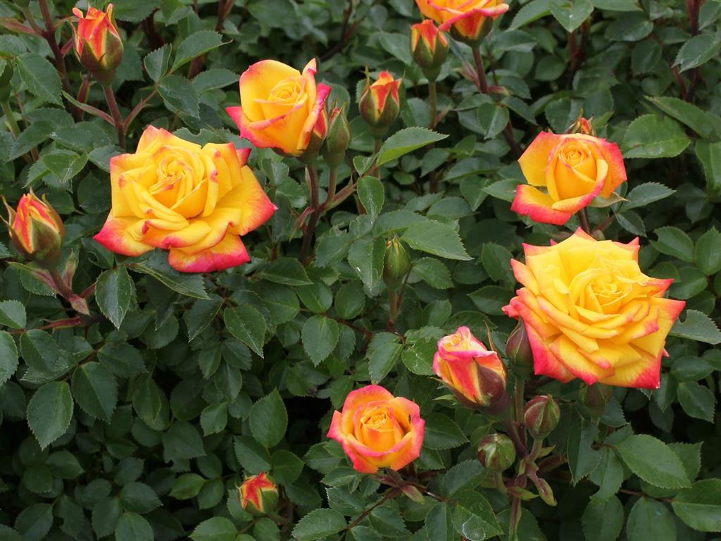 rosas laranja