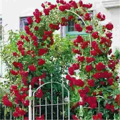 rosas-trepadeiras red